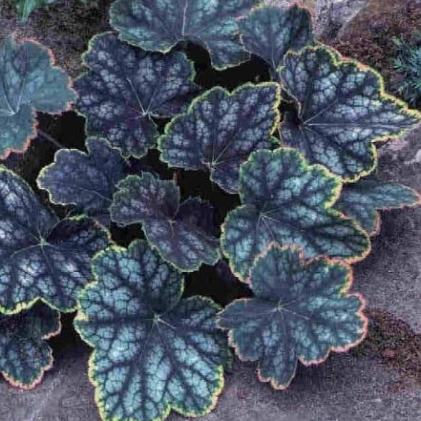Heuchera Beauty Colour - Purpurglöckchen (Laub)