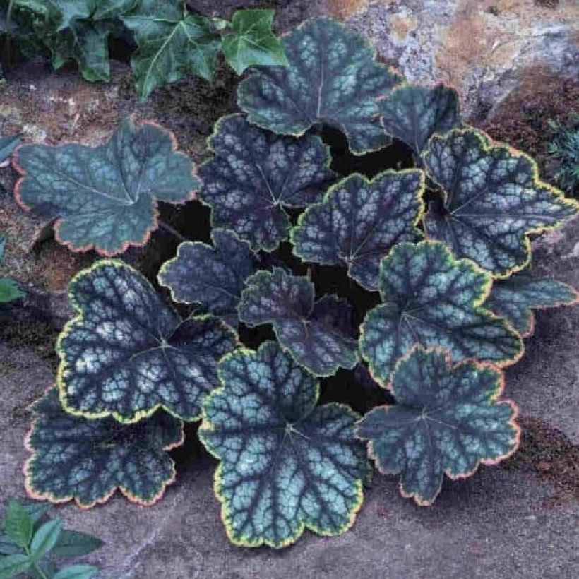 Heuchera Beauty Colour - Purpurglöckchen (Hafen)