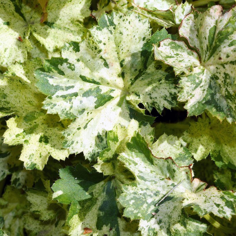 Heuchera sanguinea Coral Cloud - Purpurglöckchen (Laub)