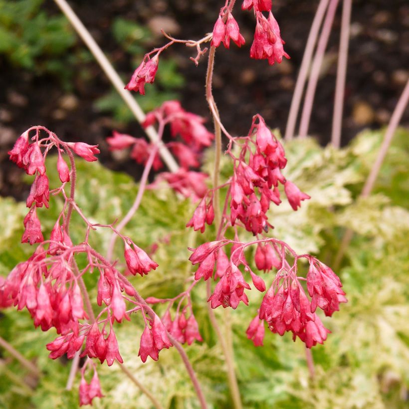 Heuchera sanguinea Coral Cloud - Purpurglöckchen (Blüte)