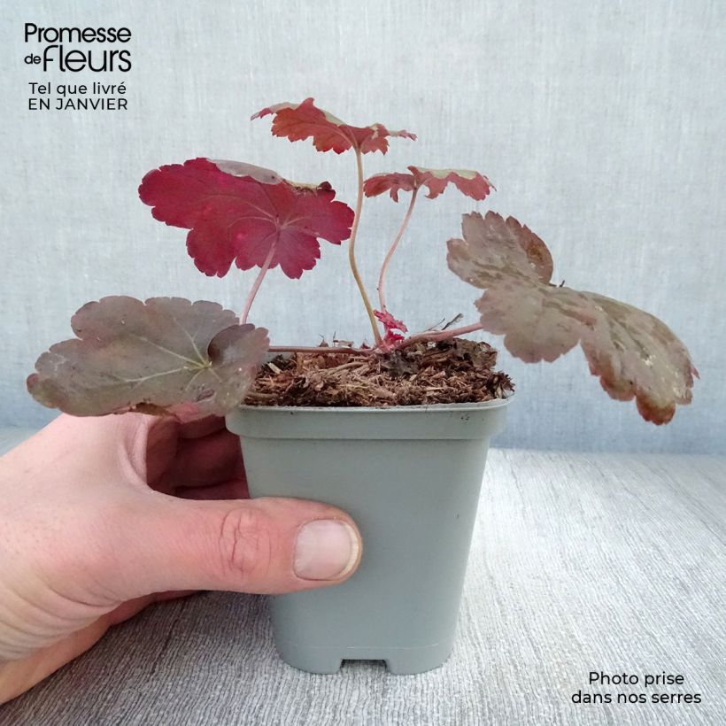 Exemplar von Heuchera Coral Sea - Purpurglöckchen Kleine Töpfe von 8/9 cm wie im Winter geliefert