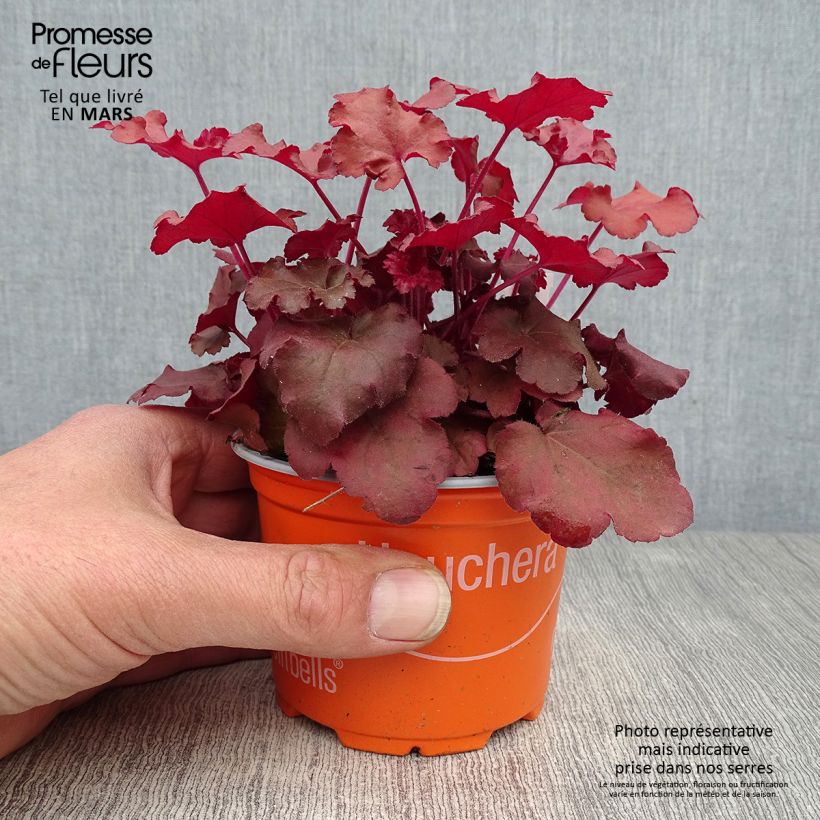 Exemplar von Heuchera Coral Sea - Purpurglöckchen Kleine Töpfe von 8/9 cm wie im Frühjahr geliefert