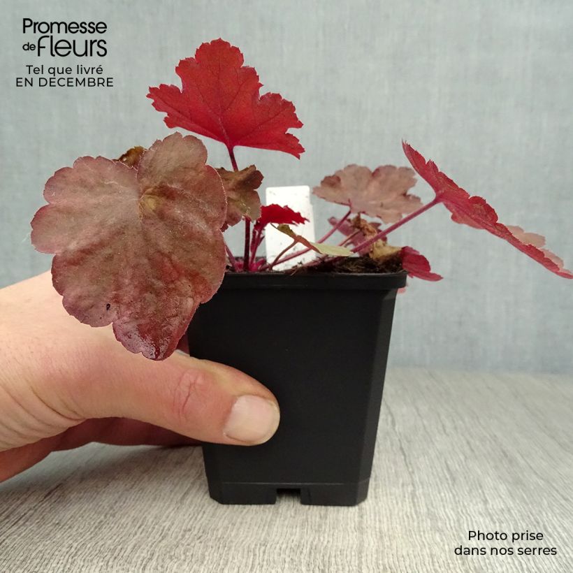 Exemplar von Heuchera Fire Chief - Purpurglöckchen Kleine Töpfe von 8/9 cm wie im Winter geliefert