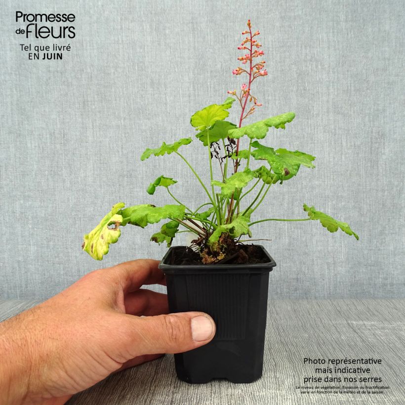 Exemplar von Heuchera Little Cuties Sweet Tart - Purpurglöckchen Kleine Töpfe von 8/9 cm wie im Sommer geliefert