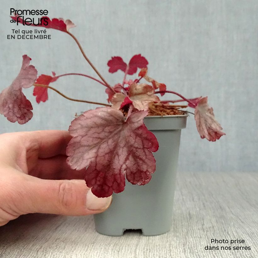 Exemplar von Heuchera Peach flambé - Purpurglöckchen Kleine Töpfe von 8/9 cm wie im Winter geliefert