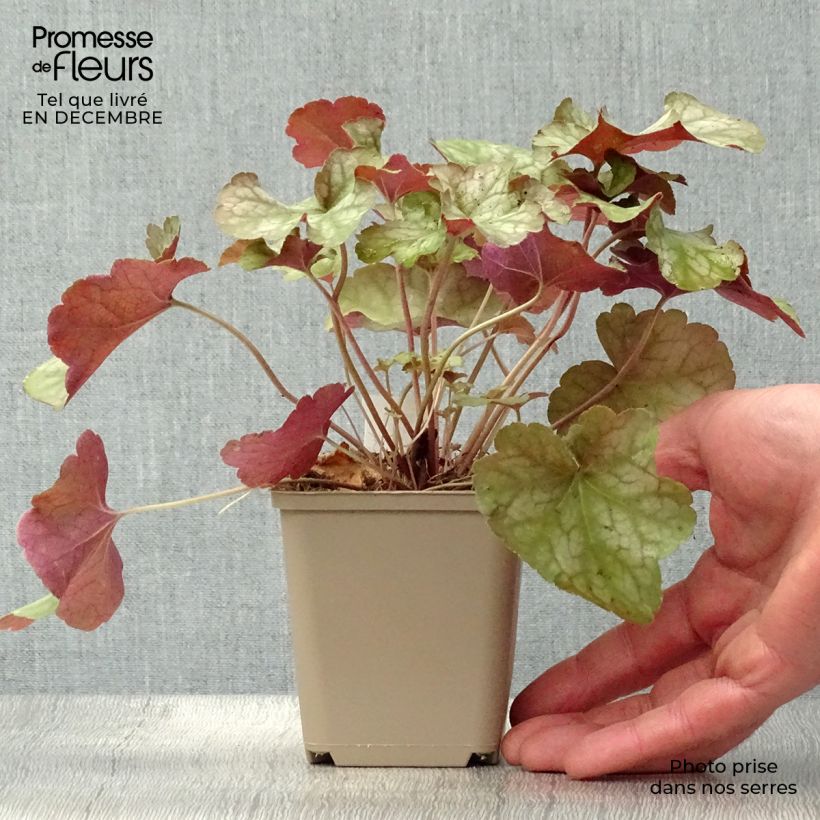 Exemplar von Heuchera Pinot Gris - Purpurglöckchen Kleine Töpfe von 8/9 cm wie im Winter geliefert