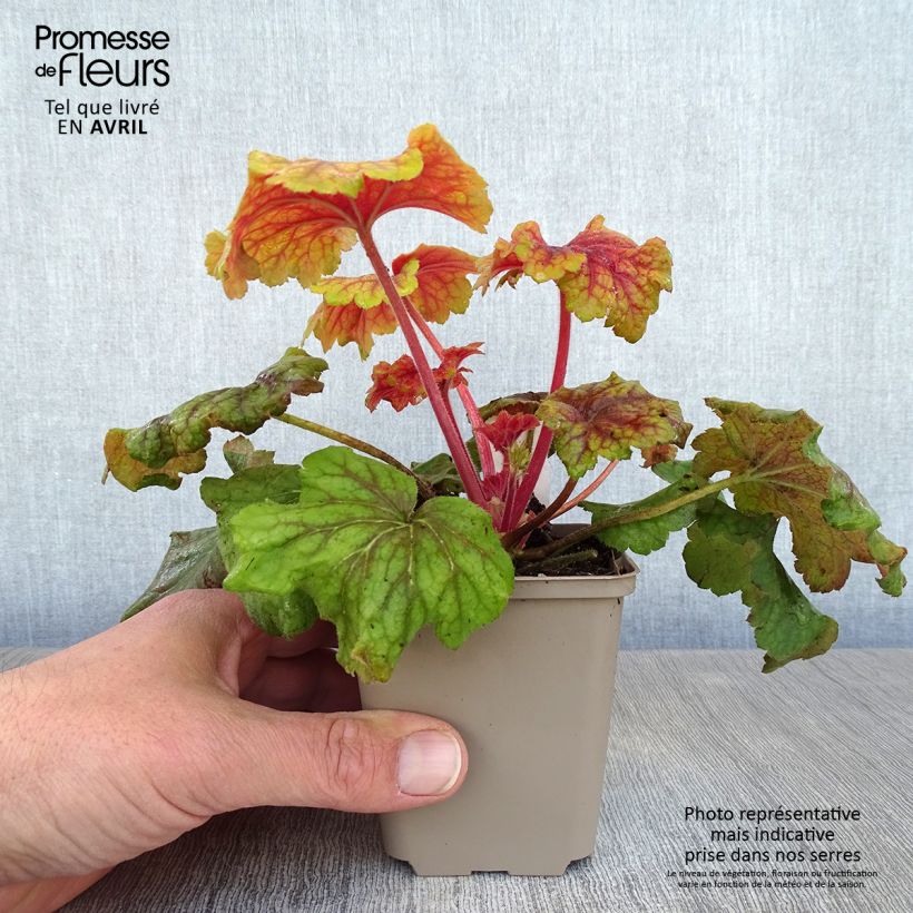 Exemplar von Heuchera Red Lightning - Purpurglöckchen Kleine Töpfe von 8/9 cm wie im Frühjahr geliefert