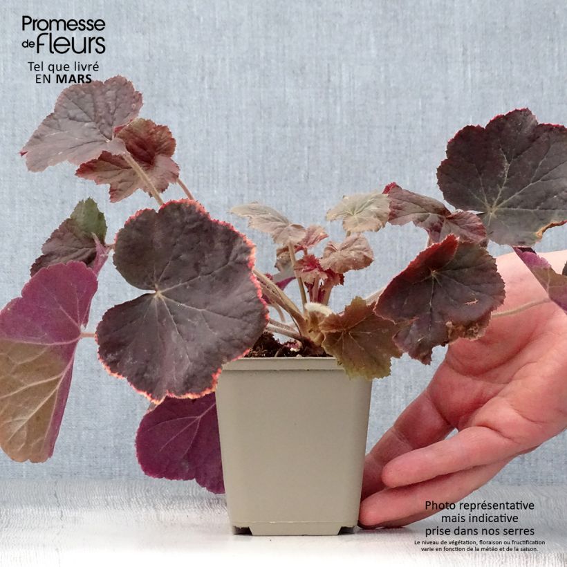 Exemplar von Heuchera XXL - Purpurglöckchen Kleine Töpfe von 8/9 cm wie im Frühjahr geliefert