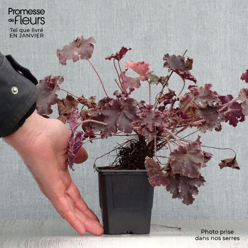 Exemplar von Heuchera micrantha Cappuccino - Purpurglöckchen Kleine Töpfe von 8/9 cm wie im Winter geliefert