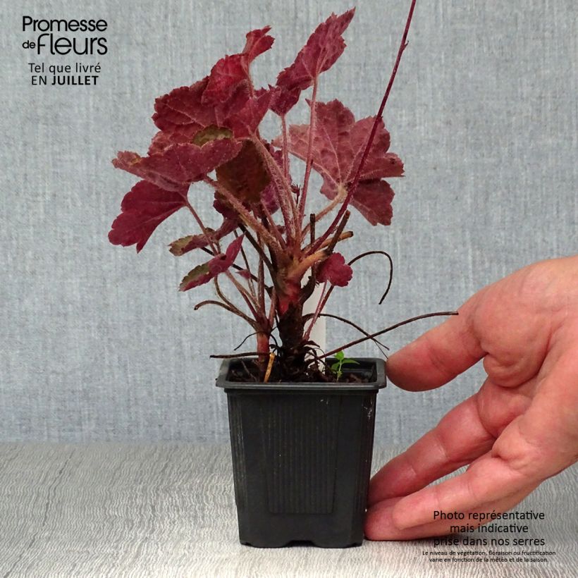 Exemplar von Heuchera micrantha var.diversifolia Palace Purple - Purpurglöckchen Kleine Töpfe von 7/8 cm wie im Sommer geliefert
