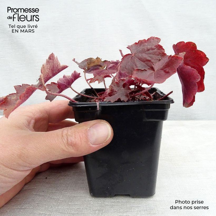 Exemplar von Heuchera micrantha var.diversifolia Palace Purple - Purpurglöckchen Kleine Töpfe von 7/8 cm wie im Winter geliefert