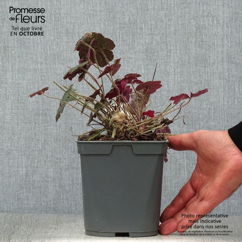 Exemplar von Heuchera micrantha var.diversifolia Palace Purple - Purpurglöckchen Topf mit 2L/3L wie im Herbst geliefert