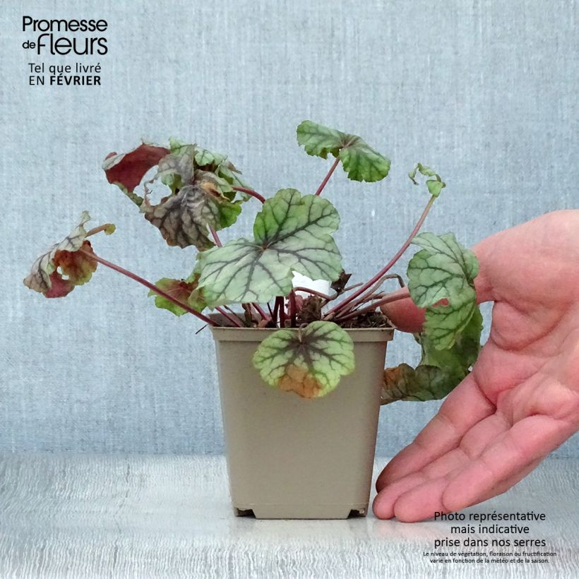 Exemplar von Heuchera Mint Frost - Purpurglöckchen Kleine Töpfe von 8/9 cm wie im Winter geliefert