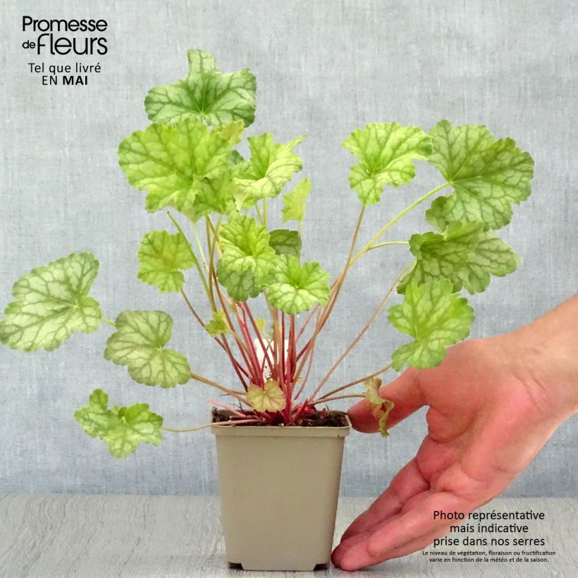 Exemplar von Heuchera Mint Frost - Purpurglöckchen Kleine Töpfe von 8/9 cm wie im Frühjahr geliefert