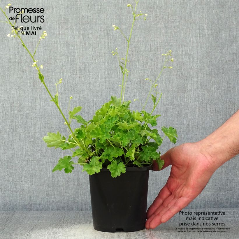 Exemplar von Heuchera Apple Crisp - Purpurglöckchen Topf mit 1L/1,5L wie im Frühjahr geliefert