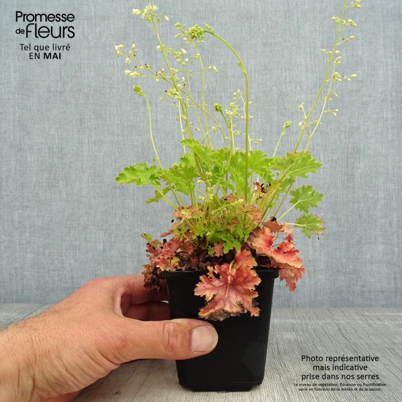 Exemplar von Heuchera Apple Crisp - Purpurglöckchen Kleine Töpfe von 8/9 cm wie im Frühjahr geliefert