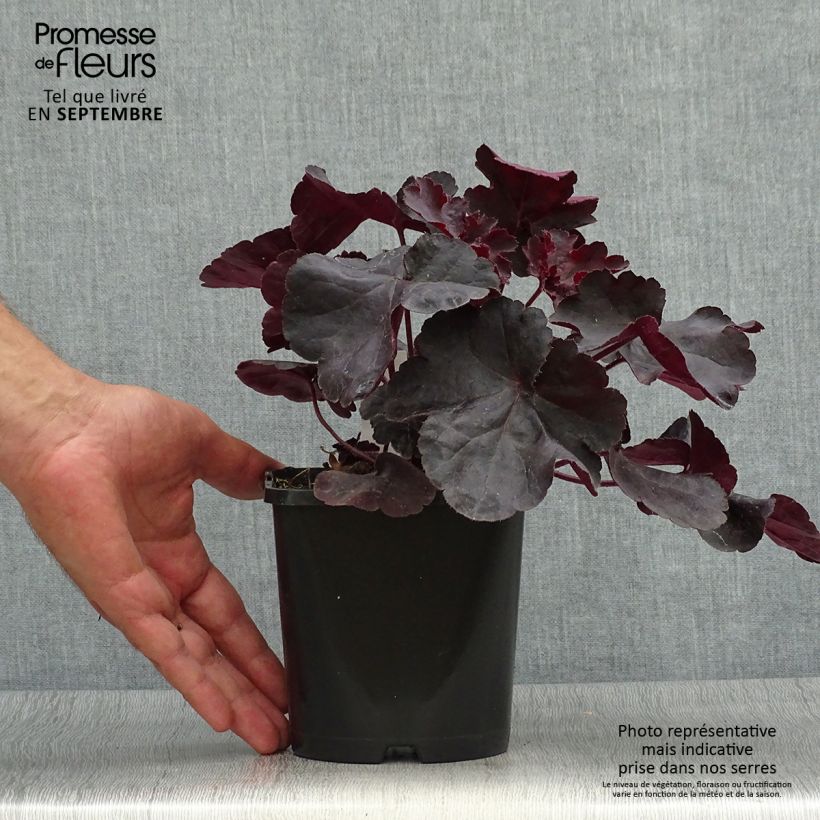 Exemplar von Heuchera Black Forest Cake - Purpurglöckchen Topf mit 1L/1,5L wie im Herbst geliefert