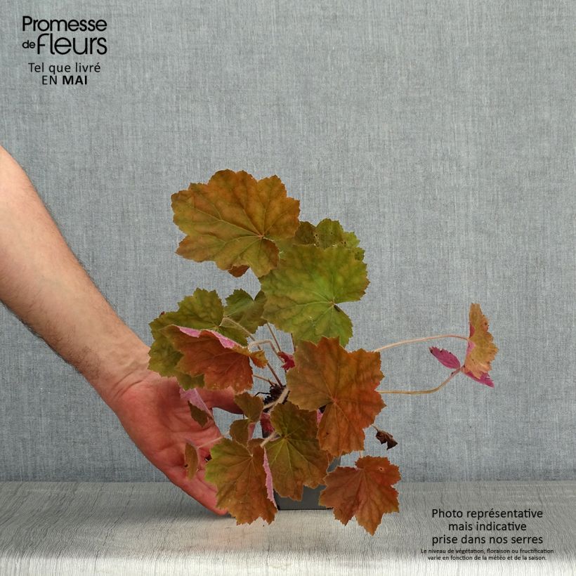 Exemplar von Heuchera Brownies - Purpurglöckchen Kleine Töpfe von 8/9 cm wie im Frühjahr geliefert