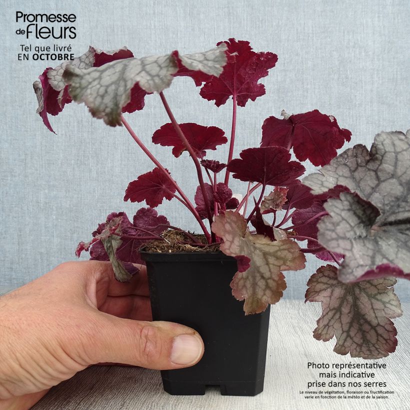 Exemplar von Heuchera Amethyst Myst - Purpurglöckchen Kleine Töpfe von 8/9 cm wie im Herbst geliefert