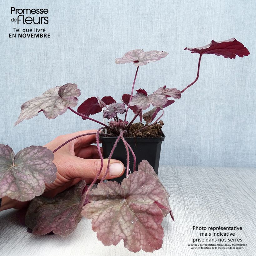 Exemplar von Heuchera Beaujolais - Purpurglöckchen Kleine Töpfe von 8/9 cm wie im Herbst geliefert