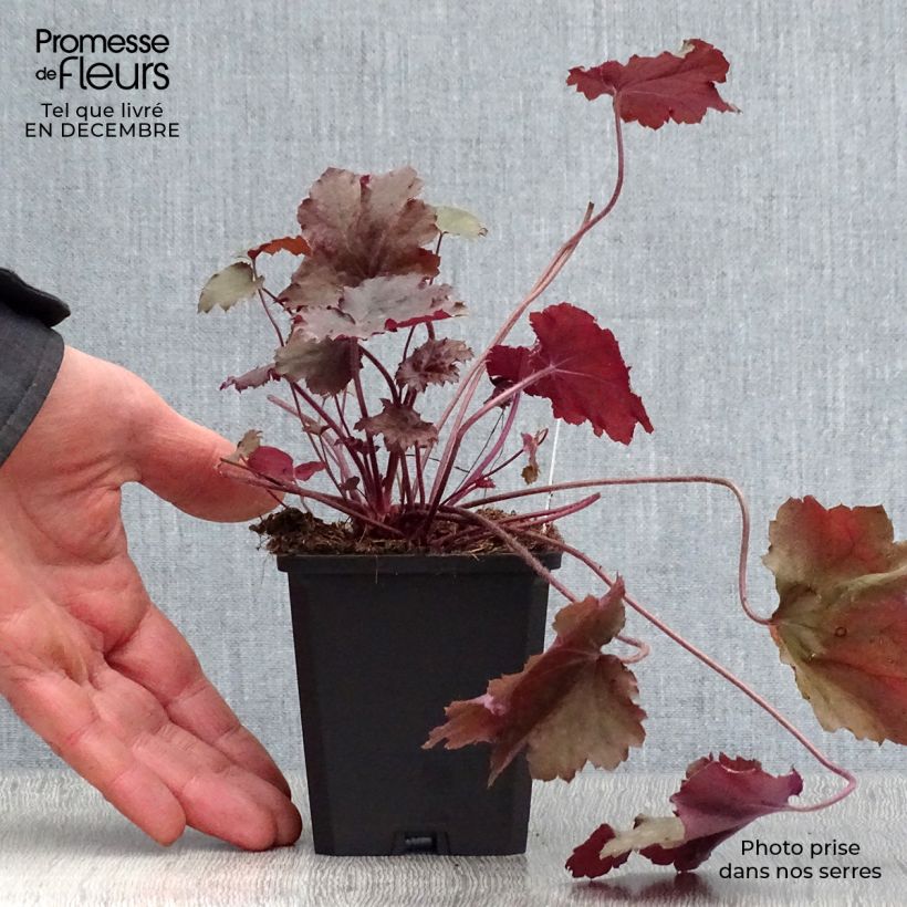 Exemplar von Heuchera Beaujolais - Purpurglöckchen Kleine Töpfe von 8/9 cm wie im Winter geliefert