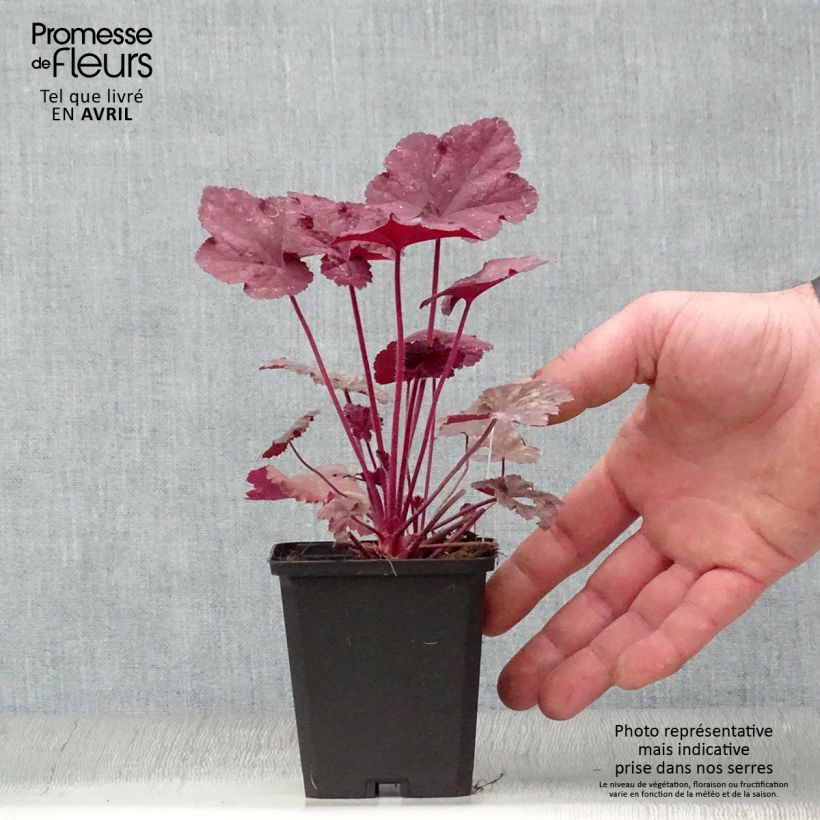 Exemplar von Heuchera Beaujolais - Purpurglöckchen Kleine Töpfe von 8/9 cm wie im Frühjahr geliefert