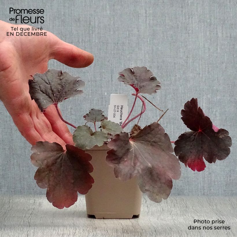Exemplar von Heuchera Bella Notte - Purpurglöckchen Kleine Töpfe von 8/9 cm wie im Winter geliefert