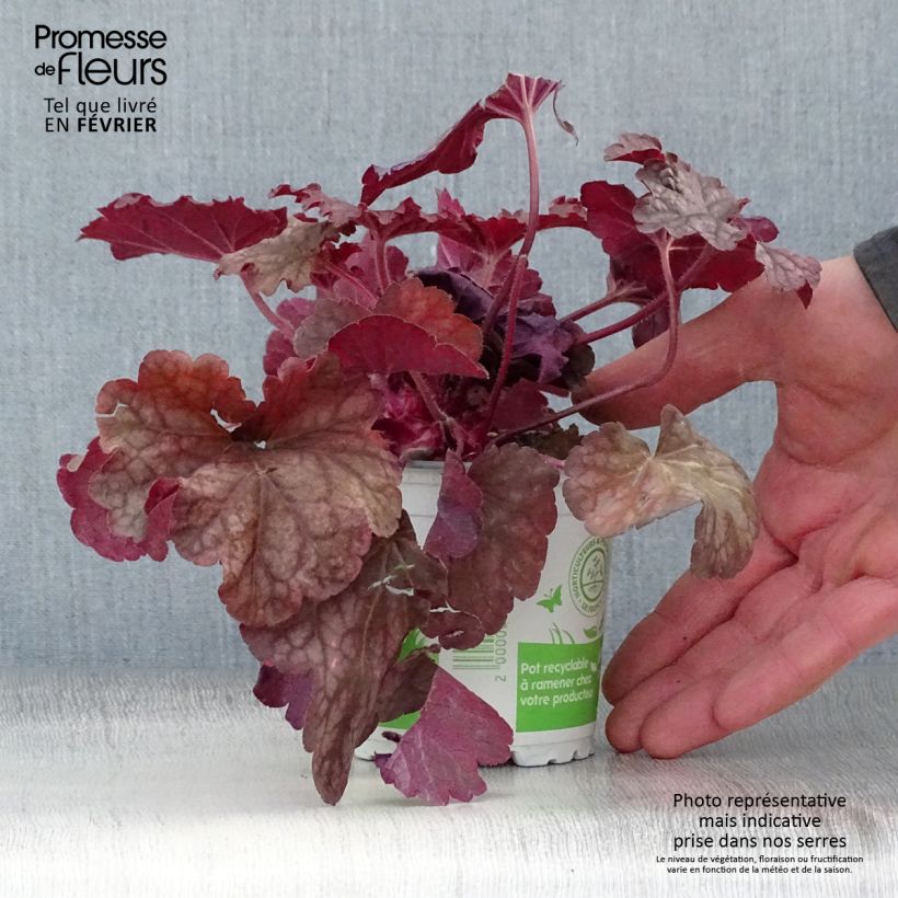 Exemplar von Heuchera Berry Smoothie - Purpurglöckchen Kleine Töpfe von 8/9 cm wie im Winter geliefert