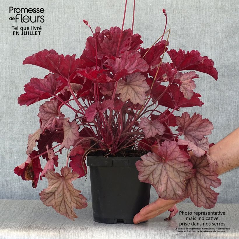 Exemplar von Heuchera Berry Smoothie - Purpurglöckchen Topf mit 1,5L/2L wie im Sommer geliefert
