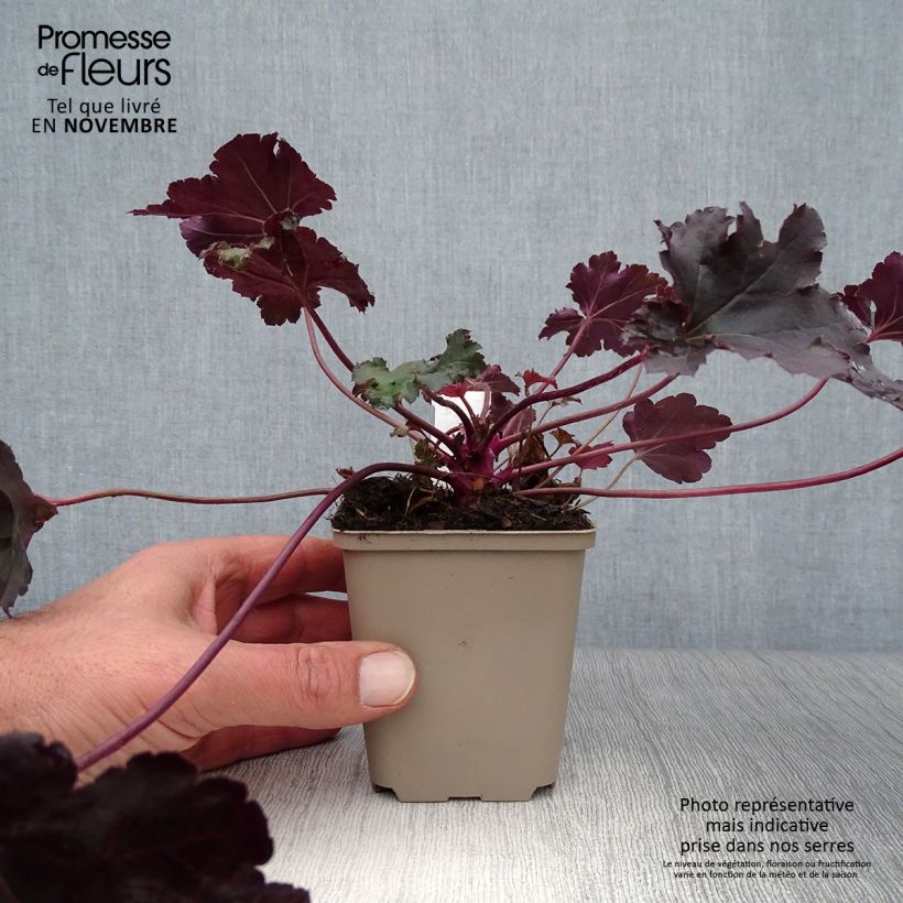 Exemplar von Heuchera Black Pearl - Purpurglöckchen Kleine Töpfe von 8/9 cm wie im Herbst geliefert