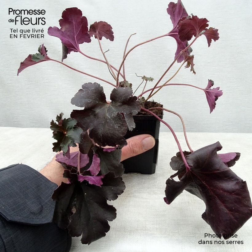 Exemplar von Heuchera Black Pearl - Purpurglöckchen Kleine Töpfe von 8/9 cm wie im Winter geliefert