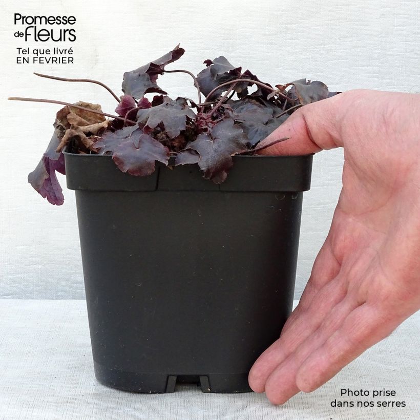 Exemplar von Heuchera Blackout - Purpurglöckchen Topf mit 2L/3L wie im Winter geliefert
