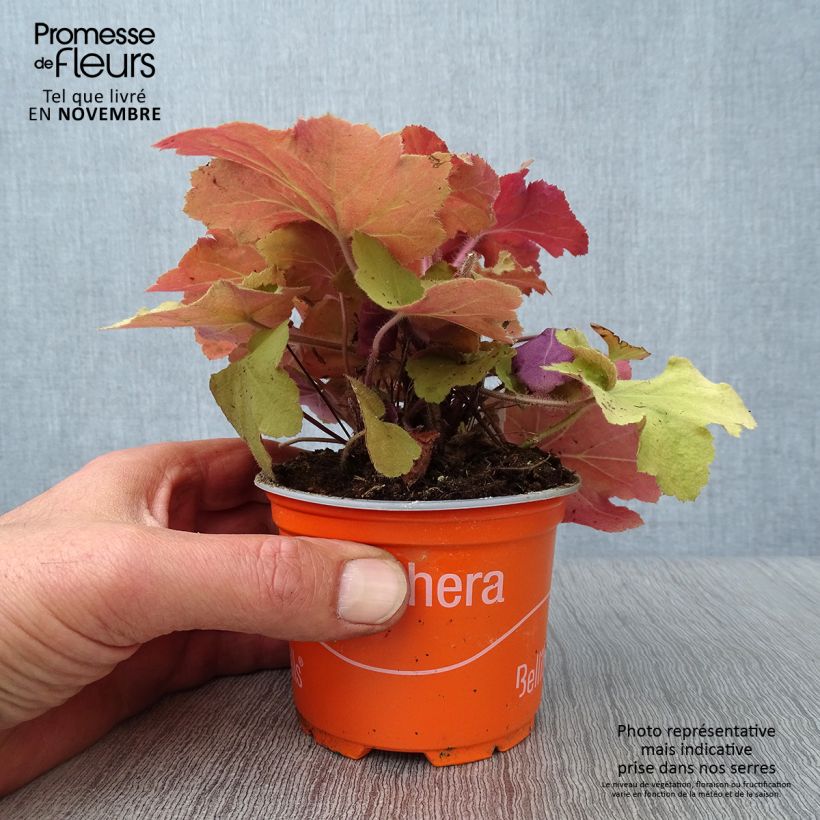 Exemplar von Heuchera Caramel - Purpurglöckchen Kleine Töpfe von 8/9 cm wie im Herbst geliefert