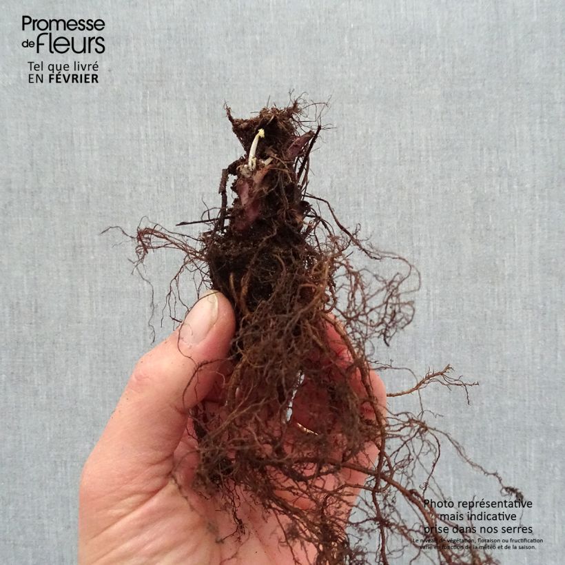 Exemplar von Heuchera Caramel - Purpurglöckchen Wurzelnackt wie im Winter geliefert