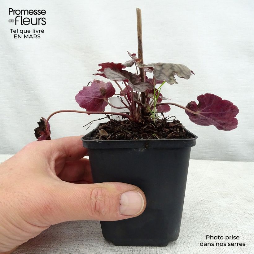 Exemplar von Heuchera Cascade Dawn - Purpurglöckchen Kleine Töpfe von 8/9 cm wie im Frühjahr geliefert