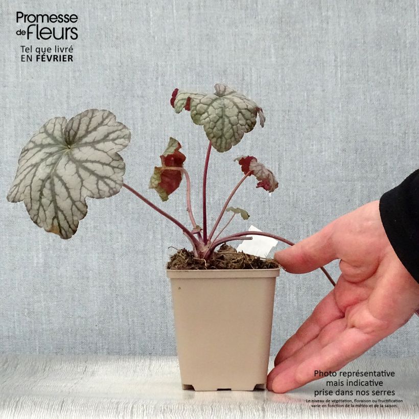 Exemplar von Heuchera Cascade Dawn - Purpurglöckchen Kleine Töpfe von 8/9 cm wie im Winter geliefert