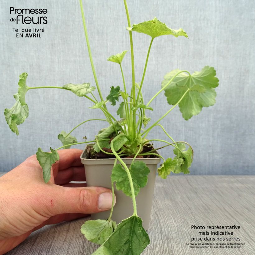 Exemplar von Heuchera Flower Power - Purpurglöckchen Kleine Töpfe von 8/9 cm wie im Frühjahr geliefert