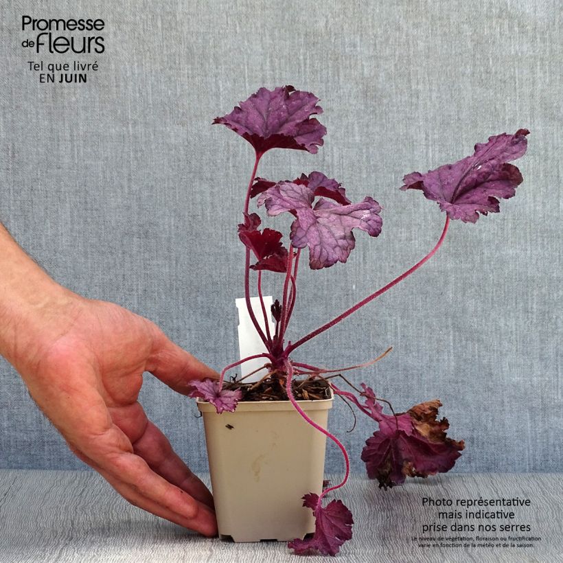 Exemplar von Heuchera Forever Purple - Purpurglöckchen Kleine Töpfe von 8/9 cm wie im Sommer geliefert