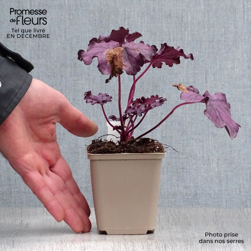 Exemplar von Heuchera Forever Purple - Purpurglöckchen Kleine Töpfe von 8/9 cm wie im Winter geliefert