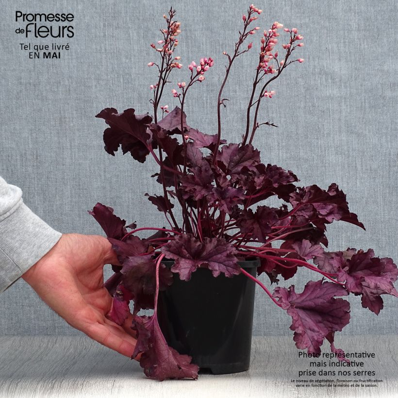 Exemplar von Heuchera Forever Purple - Purpurglöckchen Topf mit 1,5L/2L wie im Frühjahr geliefert
