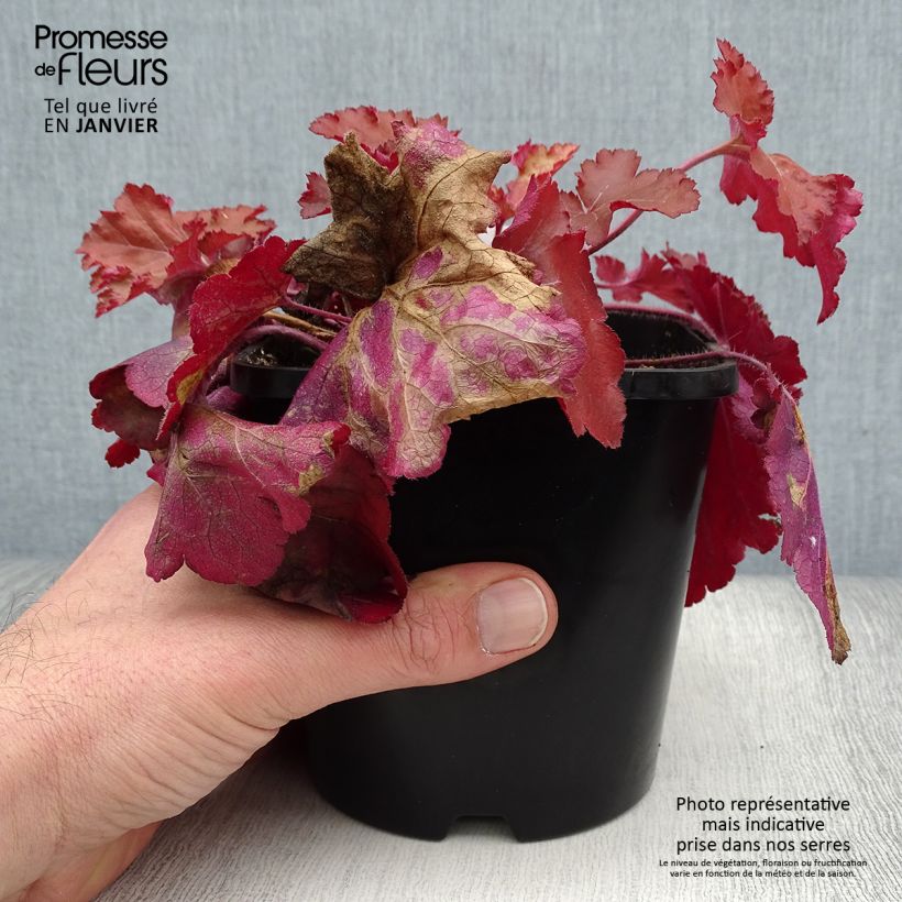 Exemplar von Heuchera Forever Red - Purpurglöckchen Topf mit 1,5L/2L wie im Winter geliefert