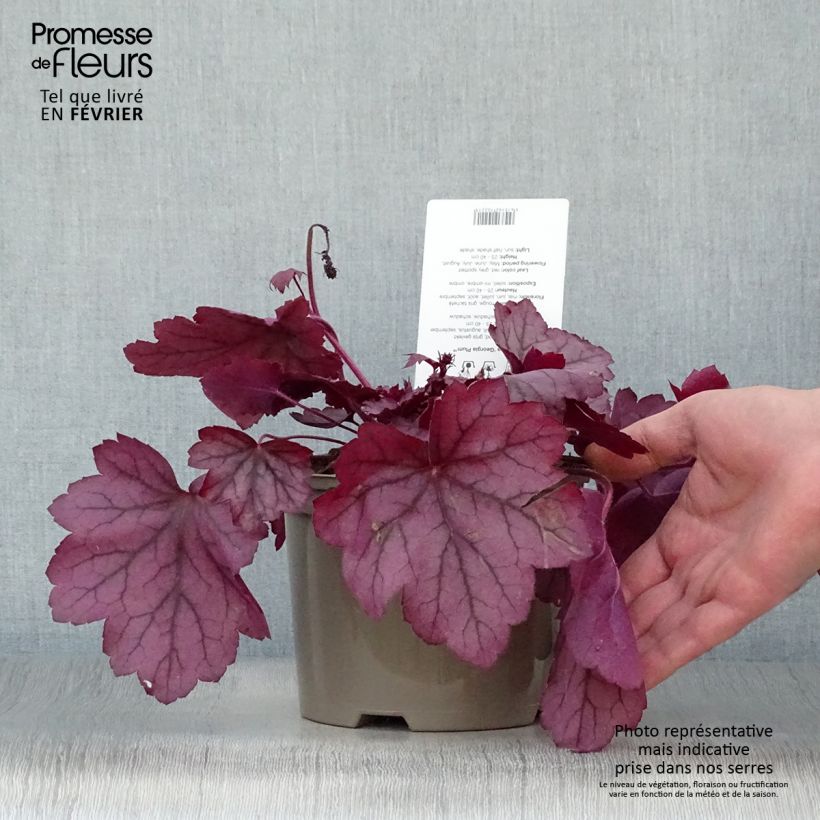 Exemplar von Heuchera Georgia Plum - Purpurglöckchen Topf mit 2L/3L wie im Winter geliefert