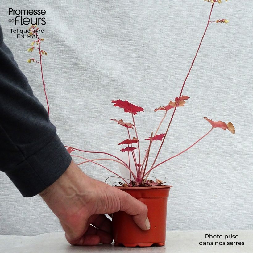 Exemplar von Heuchera Ginger Ale - Purpurglöckchen Kleine Töpfe von 8/9 cm wie im Frühjahr geliefert