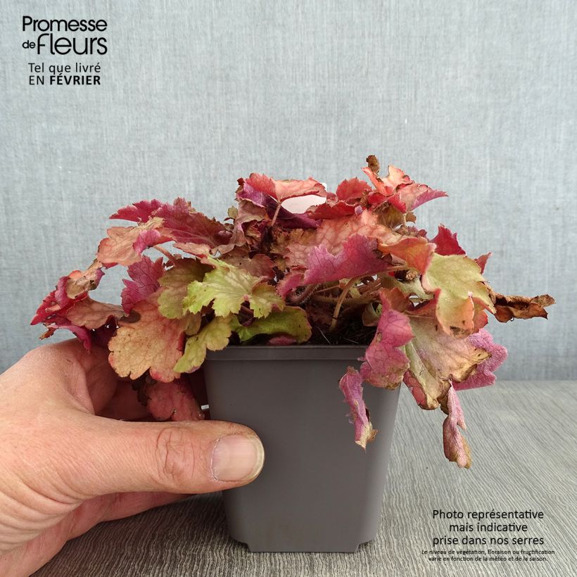 Exemplar von Heuchera Ginger Peach - Purpurglöckchen Kleine Töpfe von 8/9 cm wie im Winter geliefert