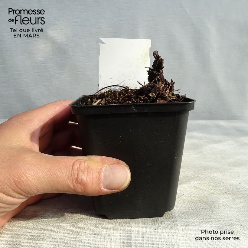 Exemplar von Heuchera Green Ivory - Purpurglöckchen Kleine Töpfe von 8/9 cm wie im Frühjahr geliefert