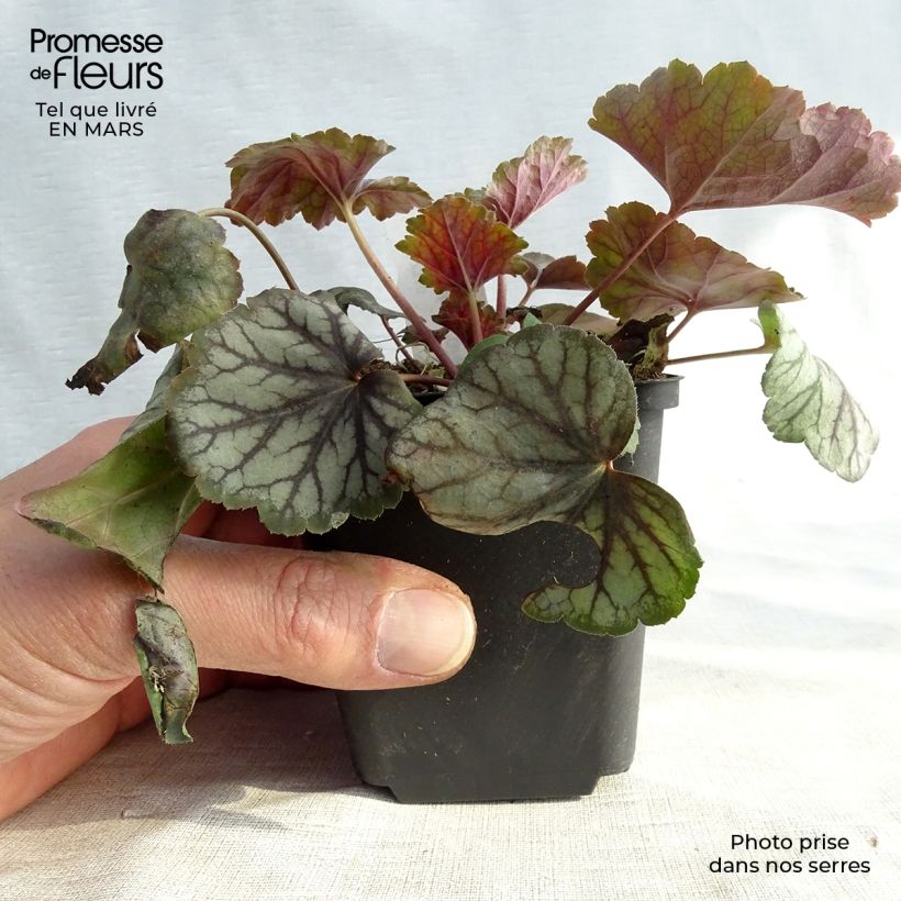Exemplar von Heuchera Green Spice - Purpurglöckchen Kleine Töpfe von 8/9 cm wie im Winter geliefert