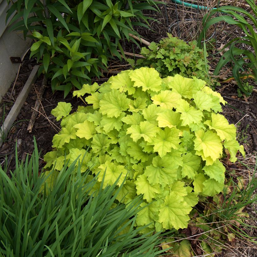 Heuchera Guacamole - Purpurglöckchen (Hafen)