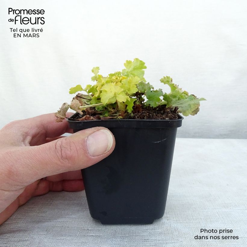 Exemplar von Heuchera Lime Rickey - Purpurglöckchen Kleine Töpfe von 8/9 cm wie im Winter geliefert
