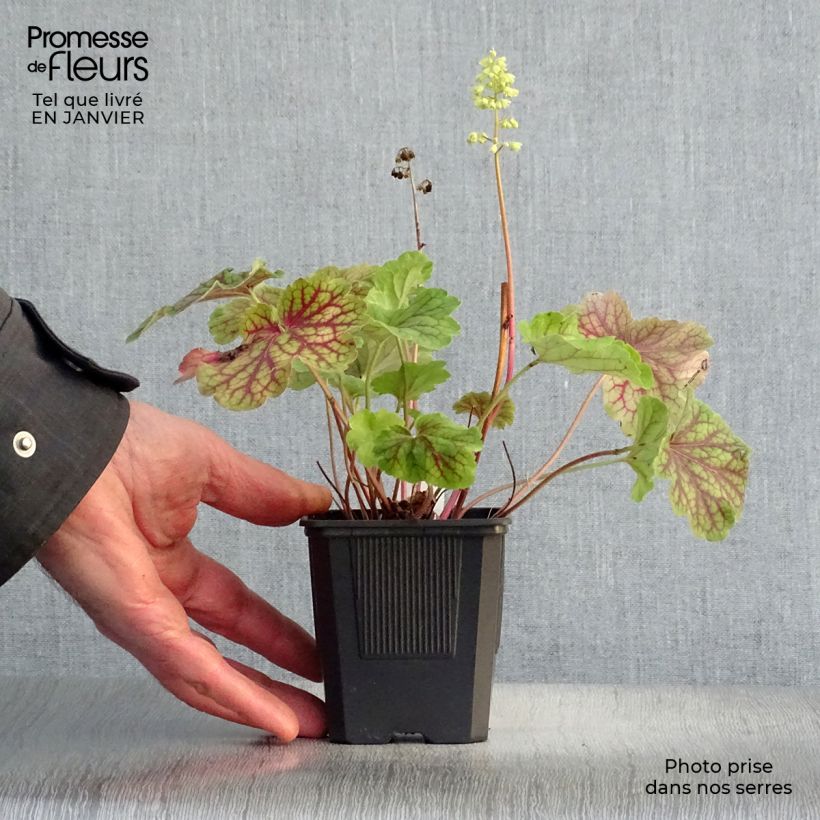 Exemplar von Heuchera Little Cutie Blondie in Lime - Purpurglöckchen Kleine Töpfe von 8/9 cm wie im Winter geliefert