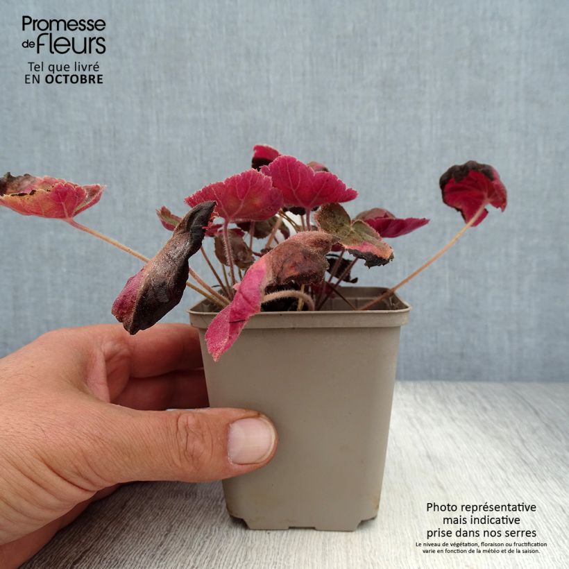 Exemplar von Heuchera villosa Magnum - Purpurglöckchen Kleine Töpfe von 8/9 cm wie im Herbst geliefert
